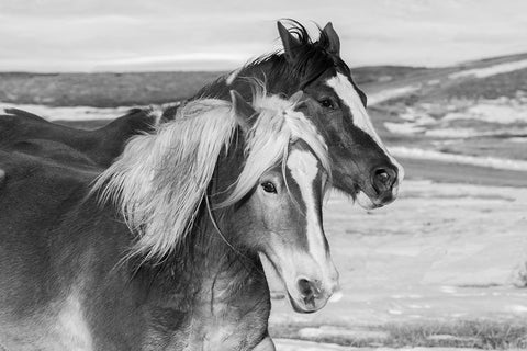 USA-Colorado-Westcliffe Music Meadows Ranch Ranch horses in winter White Modern Wood Framed Art Print with Double Matting by Hopkins, Cindy Miller