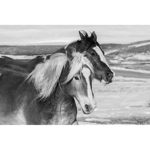 USA-Colorado-Westcliffe Music Meadows Ranch Ranch horses in winter Black Modern Wood Framed Art Print with Double Matting by Hopkins, Cindy Miller