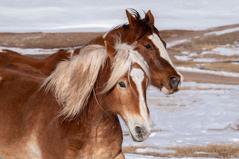 USA-Colorado-Westcliffe Music Meadows Ranch Ranch horses in winter White Modern Wood Framed Art Print with Double Matting by Hopkins, Cindy Miller