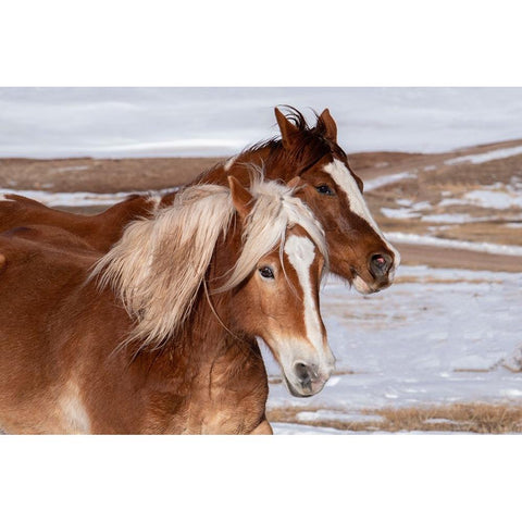 USA-Colorado-Westcliffe Music Meadows Ranch Ranch horses in winter White Modern Wood Framed Art Print by Hopkins, Cindy Miller