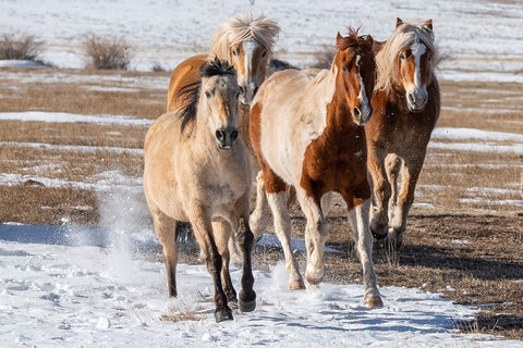 USA-Colorado-Westcliffe Music Meadows Ranch Herd of mixed breed horses running in the snow White Modern Wood Framed Art Print with Double Matting by Hopkins, Cindy Miller