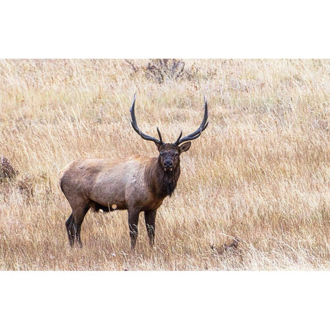 USA-bull elk Gold Ornate Wood Framed Art Print with Double Matting by Theodore, George and Marilu