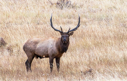 USA-bull elk White Modern Wood Framed Art Print with Double Matting by Theodore, George and Marilu