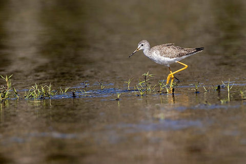 Lesser yellowlegs-Myakka River State Park-Florida Black Ornate Wood Framed Art Print with Double Matting by Jones, Adam