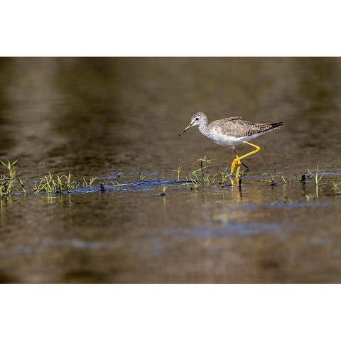 Lesser yellowlegs-Myakka River State Park-Florida Gold Ornate Wood Framed Art Print with Double Matting by Jones, Adam