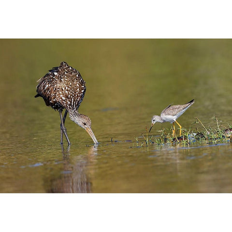 Limpkin and Lesser yellowlegs feeding Myakka River State Park-Florida Gold Ornate Wood Framed Art Print with Double Matting by Jones, Adam
