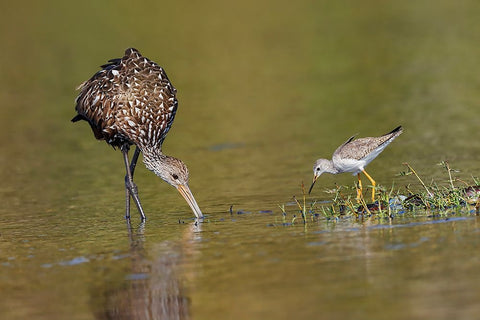 Limpkin and Lesser yellowlegs feeding Myakka River State Park-Florida Black Ornate Wood Framed Art Print with Double Matting by Jones, Adam