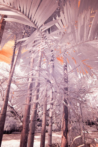 USA-Hawaii-Kauai-Infrared of palm trees of Kauai White Modern Wood Framed Art Print with Double Matting by Eggers, Terry