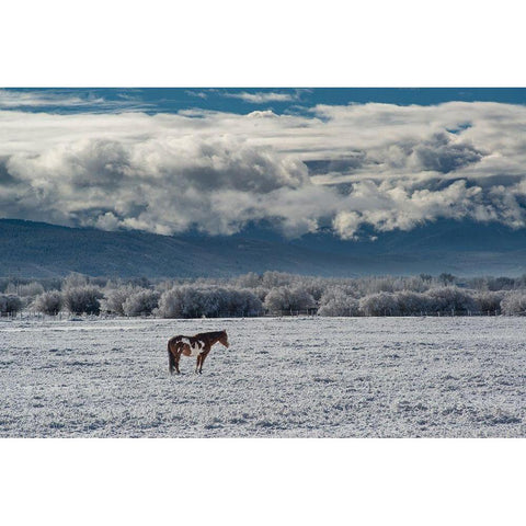Horse grazing in winter with Bighole Mountains in the distance-Teton Valley-Idaho Gold Ornate Wood Framed Art Print with Double Matting by Garber, Howie