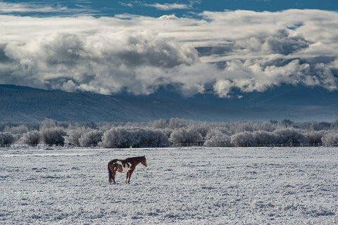 Horse grazing in winter with Bighole Mountains in the distance-Teton Valley-Idaho Black Ornate Wood Framed Art Print with Double Matting by Garber, Howie