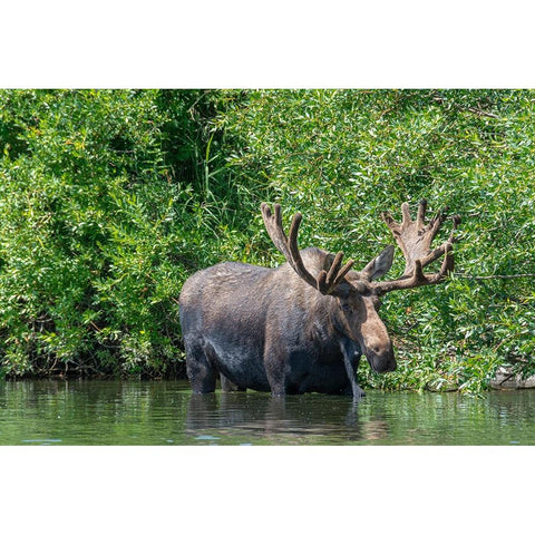 USA-Idaho-Bull Moose in Teton River Black Modern Wood Framed Art Print with Double Matting by Garber, Howie