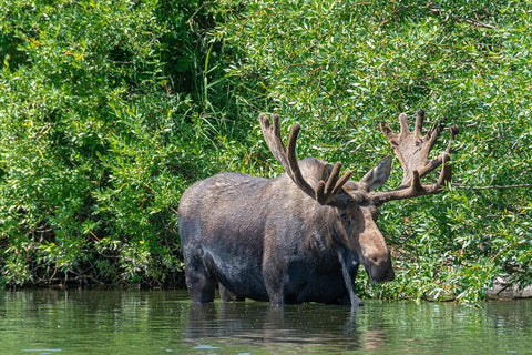 USA-Idaho-Bull Moose in Teton River White Modern Wood Framed Art Print with Double Matting by Garber, Howie