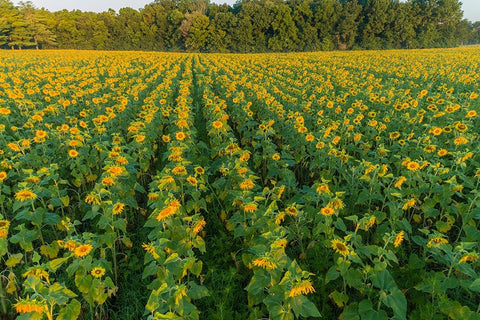 Aerial view of a Sunflower field at sunrise-Jasper County-Illinois Black Ornate Wood Framed Art Print with Double Matting by Day, Richard and Susan