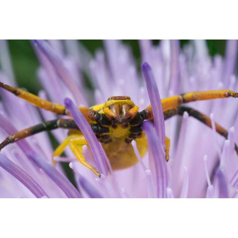 Indiana, River Road Park Yellow crab spider Gold Ornate Wood Framed Art Print with Double Matting by Kelley, David