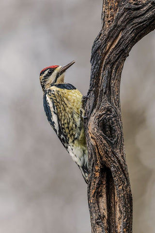 Bird-Yellow-bellied sapsucker in winter-Kentucky White Modern Wood Framed Art Print with Double Matting by Jones, Adam