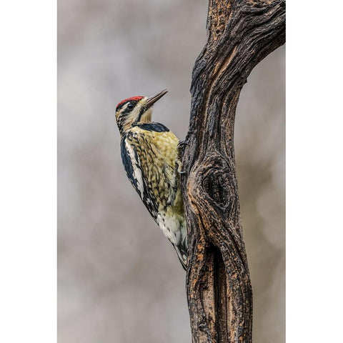 Bird-Yellow-bellied sapsucker in winter-Kentucky Gold Ornate Wood Framed Art Print with Double Matting by Jones, Adam