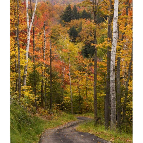 Maine, Bethel Winding lane through autumn trees White Modern Wood Framed Art Print by Kaveney, Wendy