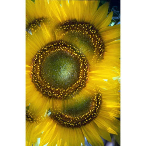 Massachusetts, Abstract of sunflowers Gold Ornate Wood Framed Art Print with Double Matting by Noble Gardner, Nancy