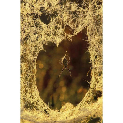 MI, Black-and-yellow argiope spider spinning Gold Ornate Wood Framed Art Print with Double Matting by Carlson, Mark