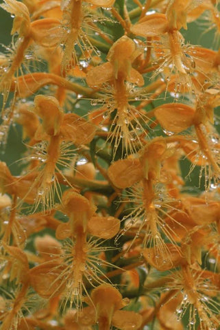 Michigan, Yellow fringed orchid with dew White Modern Wood Framed Art Print with Double Matting by Carlson, Mark