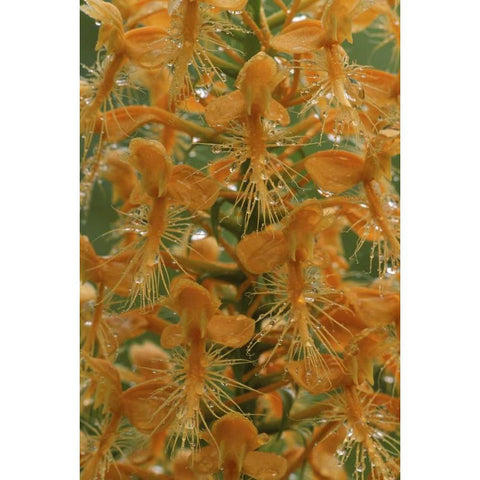 Michigan, Yellow fringed orchid with dew Gold Ornate Wood Framed Art Print with Double Matting by Carlson, Mark