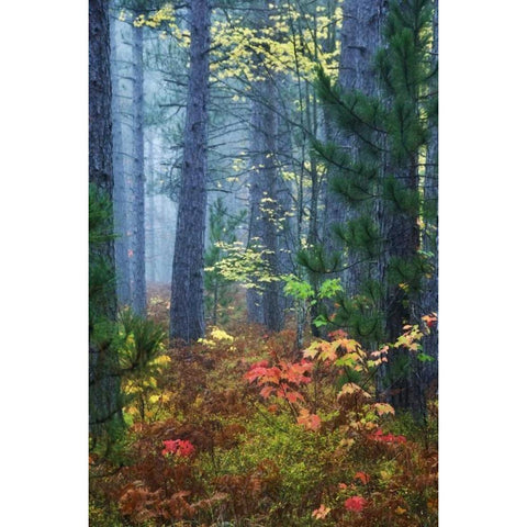 Michigan Fall foliage and pine trees in fog Gold Ornate Wood Framed Art Print with Double Matting by Rotenberg, Nancy