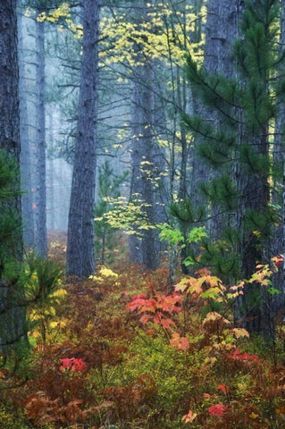 Michigan Fall foliage and pine trees in fog Black Ornate Wood Framed Art Print with Double Matting by Rotenberg, Nancy