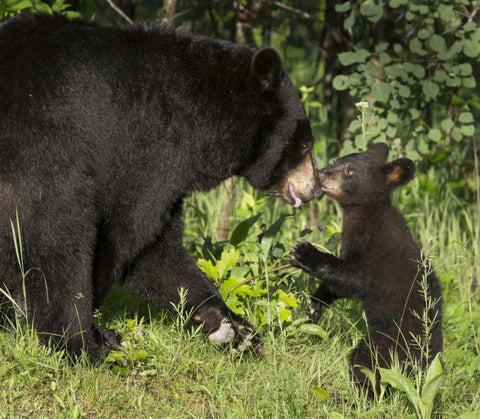 Minnesota, Sandstone Black bear mother and cub White Modern Wood Framed Art Print with Double Matting by Kaveney, Wendy