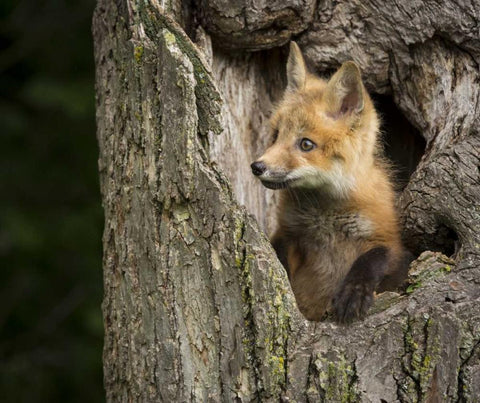 Minnesota, Sandstone Red Fox in a hollow tree White Modern Wood Framed Art Print with Double Matting by Kaveney, Wendy