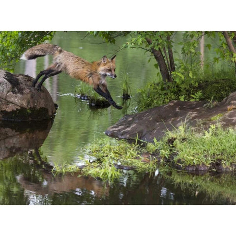 Minnesota, Sandstone Red fox leaping White Modern Wood Framed Art Print by Kaveney, Wendy