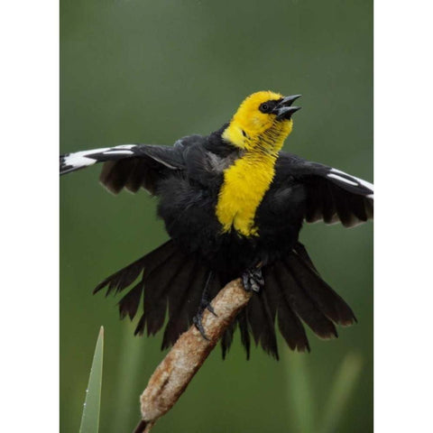 MT, Great Falls Yellow-headed blackbird sings Gold Ornate Wood Framed Art Print with Double Matting by Morris, Arthur