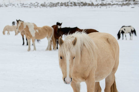 USA-Montana-Gardiner Horses with winter coats in snow White Modern Wood Framed Art Print with Double Matting by Hopkins, Cindy Miller
