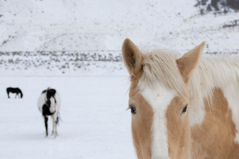 USA-Montana-Gardiner Palomino paint horse with shaggy winter coats in snow White Modern Wood Framed Art Print with Double Matting by Hopkins, Cindy Miller
