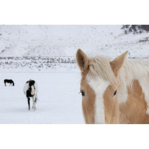 USA-Montana-Gardiner Palomino paint horse with shaggy winter coats in snow White Modern Wood Framed Art Print by Hopkins, Cindy Miller
