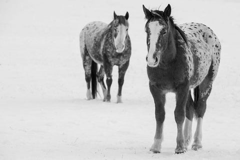 USA-Montana-Gardiner Appaloosa horses in winter snow White Modern Wood Framed Art Print with Double Matting by Hopkins, Cindy Miller