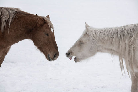 USA-Montana Gardiner Palomino and sorrel-with shaggy winter coat-nose to nose White Modern Wood Framed Art Print with Double Matting by Hopkins, Cindy Miller