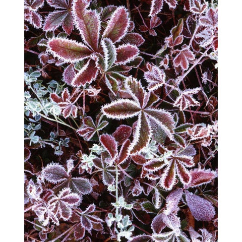NH, White Mts Detail of frosted berry bushes Black Modern Wood Framed Art Print with Double Matting by Flaherty, Dennis