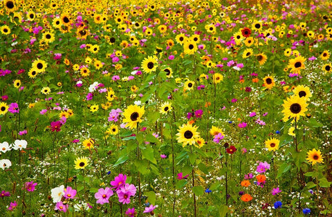 USA-New Hampshire meridian planted with sunflowers and cosmos flowers along Interstate 95 White Modern Wood Framed Art Print with Double Matting by Gulin, Sylvia