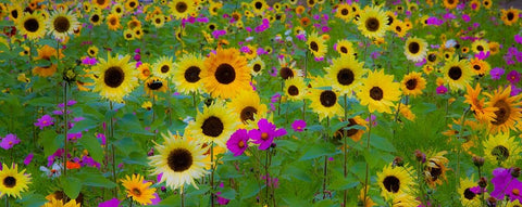 USA-New Hampshire meridian planted with sunflowers and cosmos flowers along Interstate 95 Black Ornate Wood Framed Art Print with Double Matting by Gulin, Sylvia