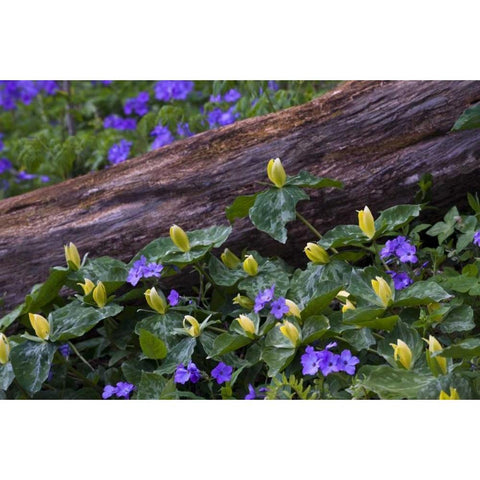 NC, Great Smoky Mts Spring flowers by a log Gold Ornate Wood Framed Art Print with Double Matting by Rotenberg, Nancy