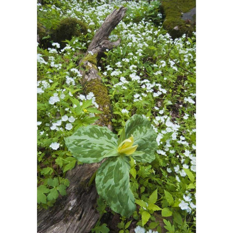 North Carolina, Great Smoky Mts Trillium flowers Gold Ornate Wood Framed Art Print with Double Matting by Rotenberg, Nancy