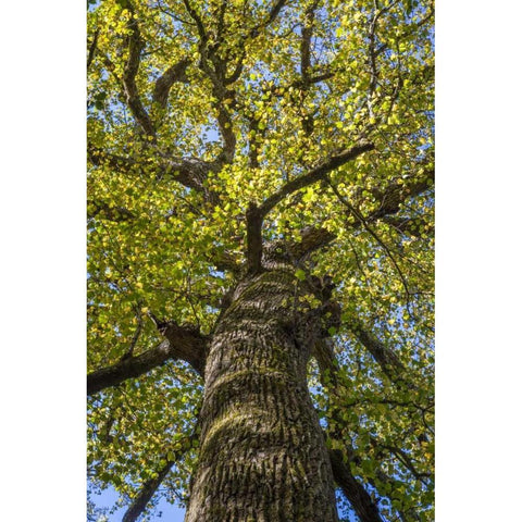 North Carolina Poplar in Joyce Kilmer Forest Gold Ornate Wood Framed Art Print with Double Matting by Paulson, Don