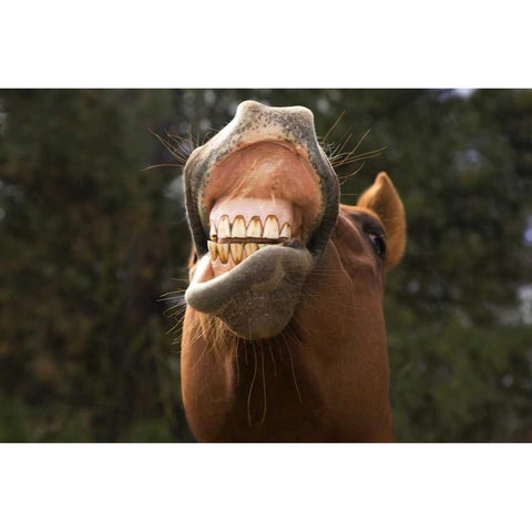 OR, Seneca A horse showing his teeth Black Modern Wood Framed Art Print by Kaveney, Wendy