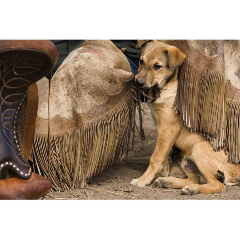 OR, Seneca A puppy chewing cowboys chaps Black Modern Wood Framed Art Print with Double Matting by Kaveney, Wendy