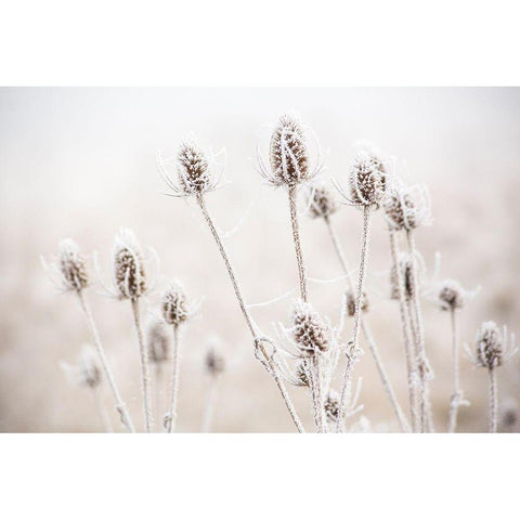 Oregon-Eugene-mornings frost on teasel Black Modern Wood Framed Art Print by Gulin, Sylvia