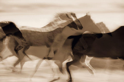 Sepia abstract of wild mustangs (Equus caballus) running Oregon-USA White Modern Wood Framed Art Print with Double Matting by Westmorland, Stuart