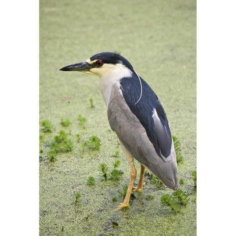 SC, Charleston Black-crowned night heron White Modern Wood Framed Art Print by Flaherty, Dennis