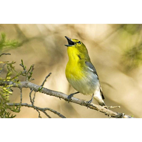 TX, Balcones Canyon Yellow-throated vireo sings Gold Ornate Wood Framed Art Print with Double Matting by Welling, Dave