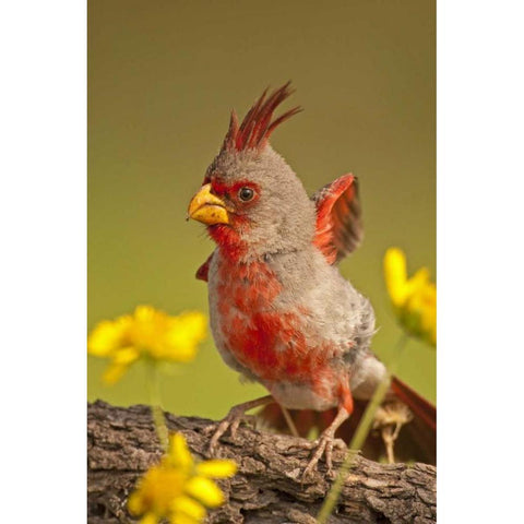 Texas, Hidalgo County Male pyrrhuloxia bird White Modern Wood Framed Art Print by Illg, Cathy and Gordon
