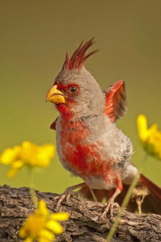 Texas, Hidalgo County Male pyrrhuloxia bird White Modern Wood Framed Art Print with Double Matting by Illg, Cathy and Gordon